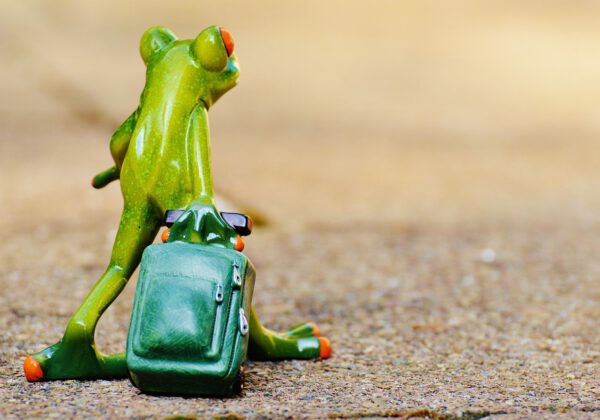 frog, farewell, travel-897420.jpg